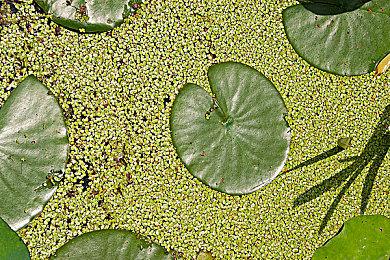 曝Bungie被收购前给索尼画大饼 过度推销自己